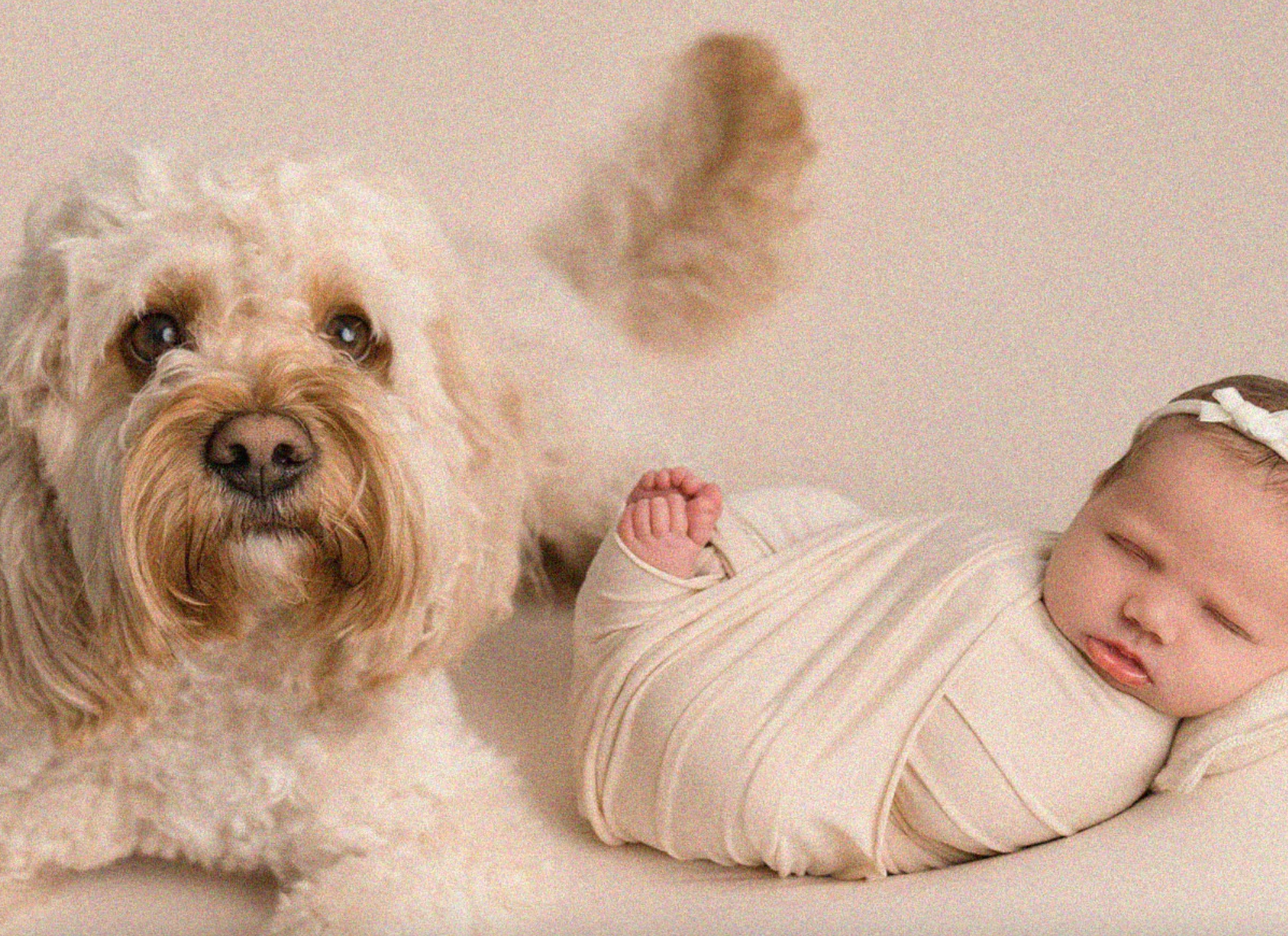 What Can We Learn About Birth From Our Pets?